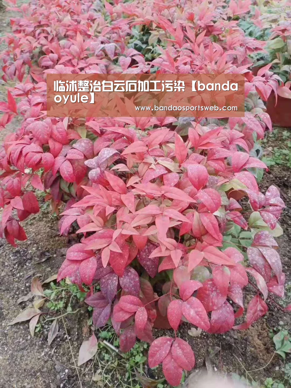 临沭整治白云石加工污染【bandaoyule】(图2) 半岛娱乐官网